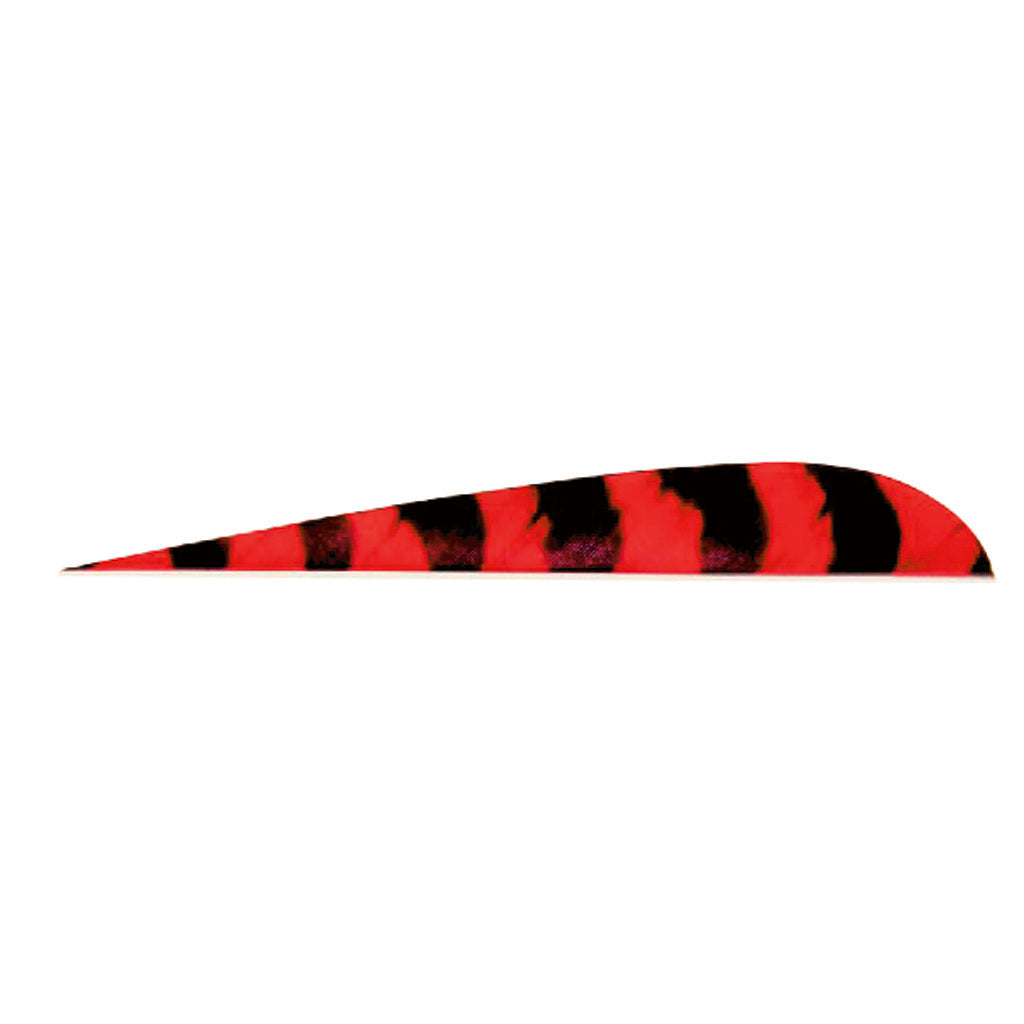 Trueflight Parabolic Feathers Barred Red 4 in. LW 100 pk.