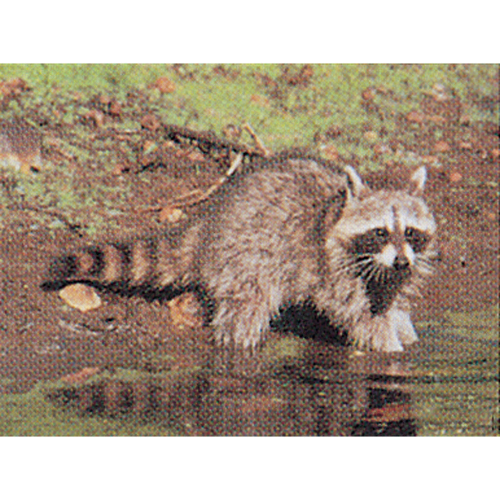 Delta McKenzie Tru-Life Target Raccoon