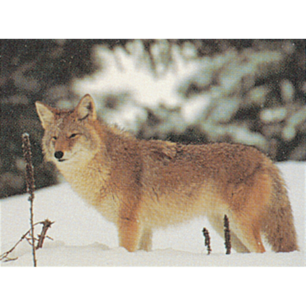 Delta McKenzie Tru-Life Target Coyote